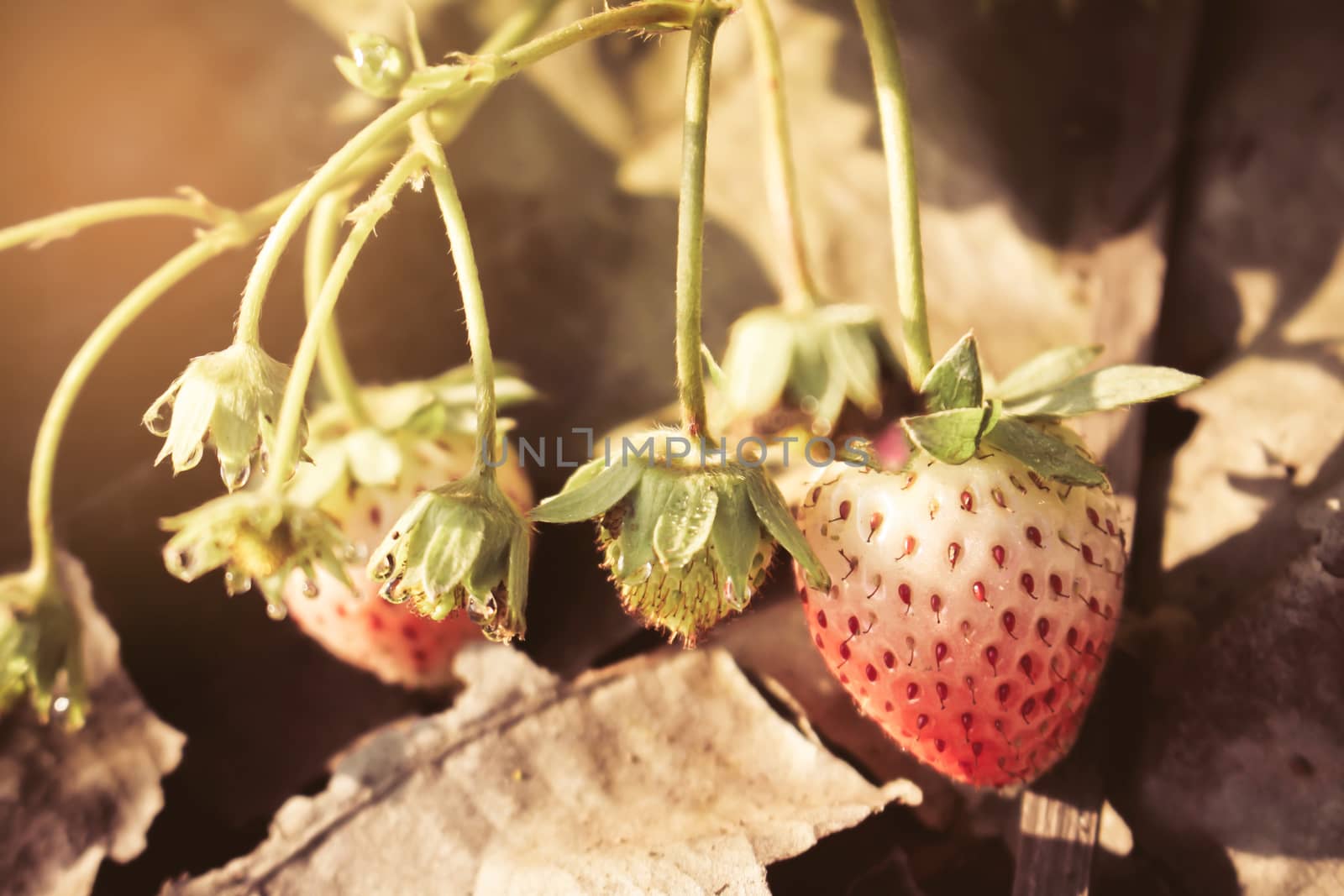 Closeup of red strawberries with planting strawberry background with sunrise by worrayuth