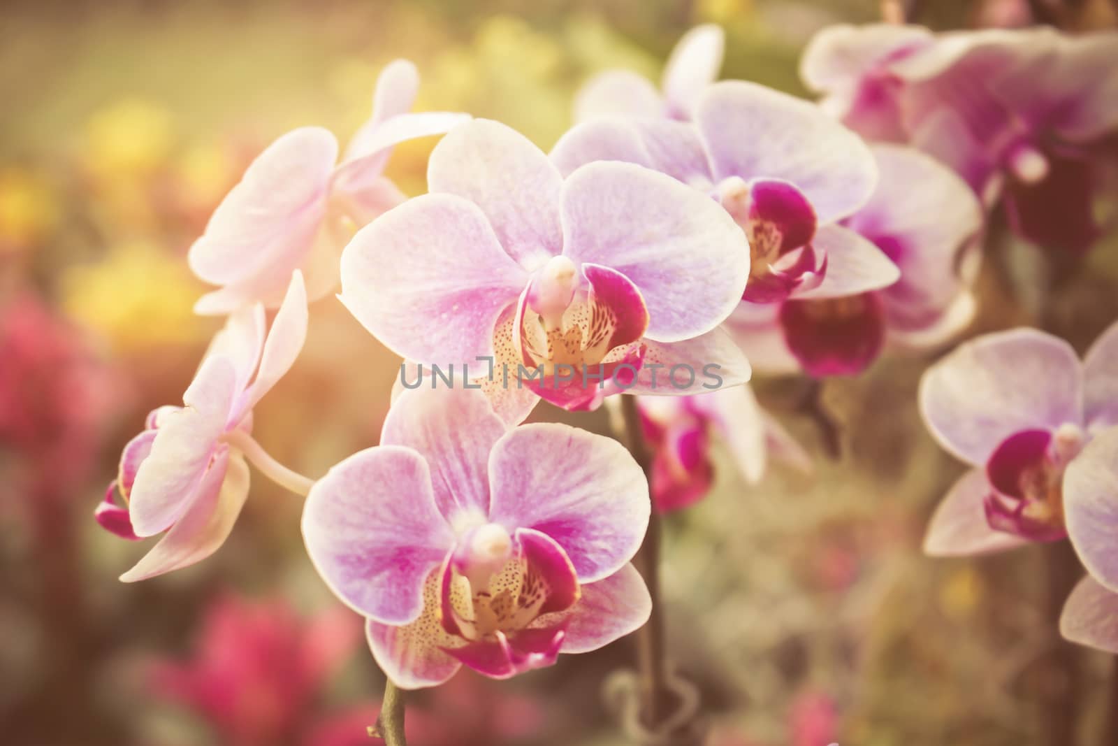 Flourishing branch of orchids with sunrise by worrayuth