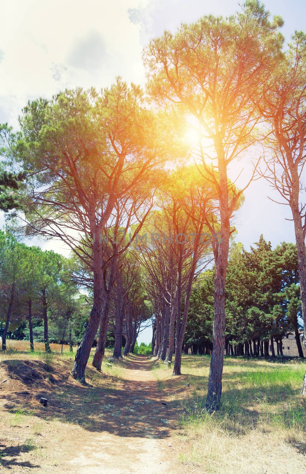 The pine alley photo. Filerimos monastery garden. Rhodes. Greece