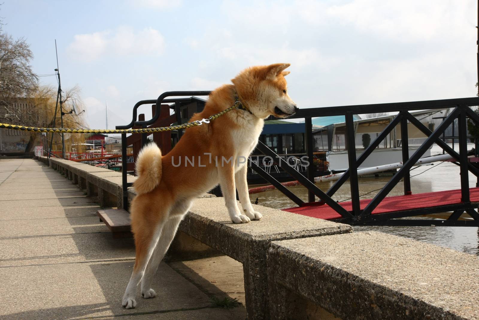 Beautiful Akita Inu dog standing on the riverbank 