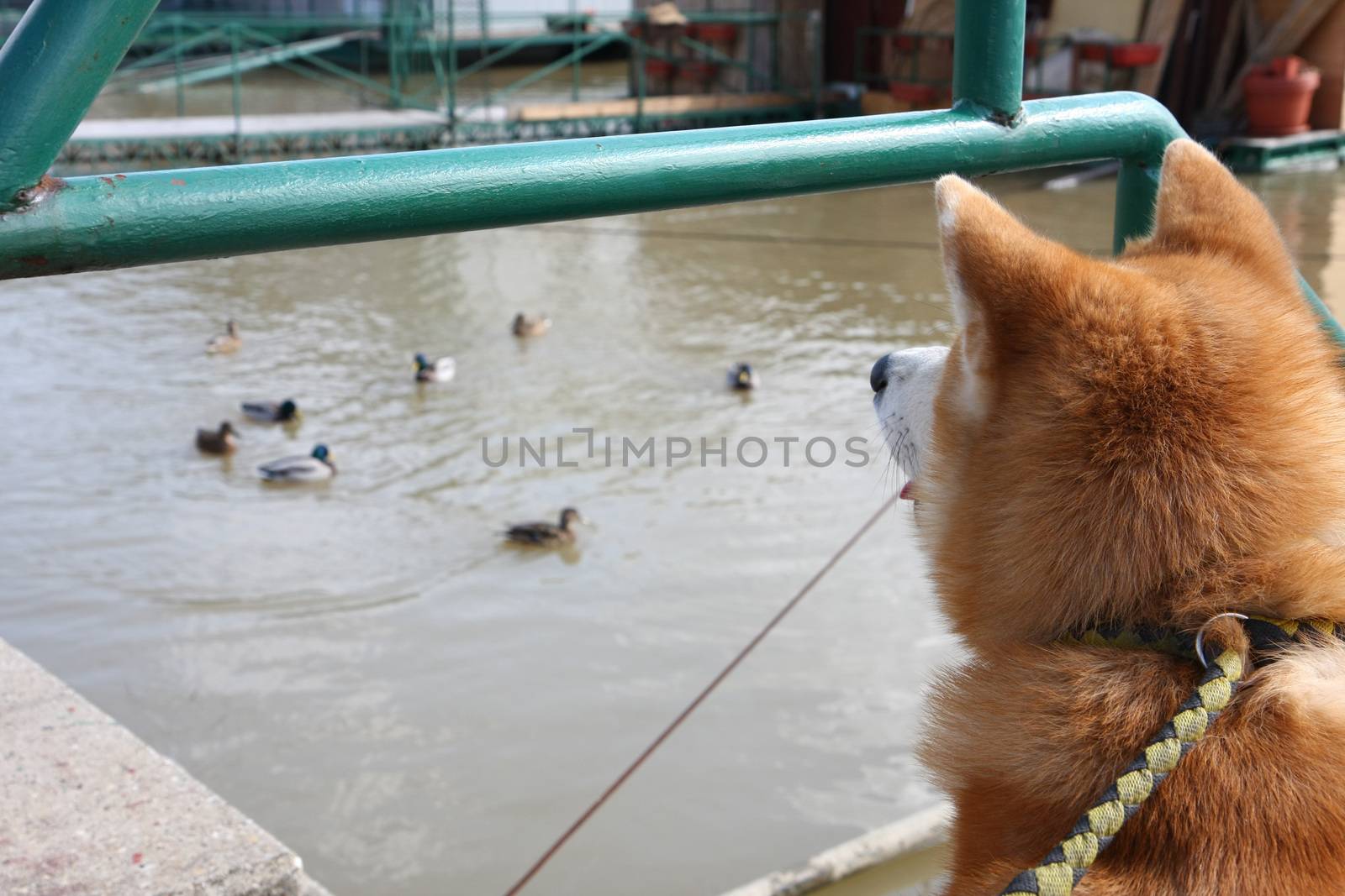 Dog looking ducks by tdjoric