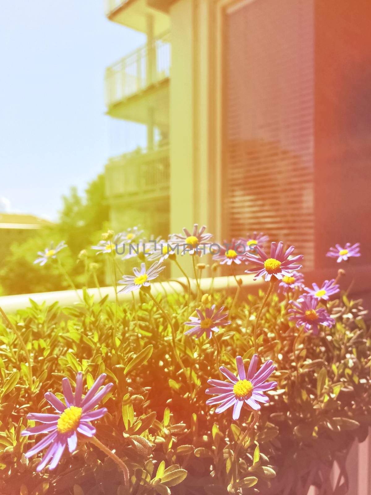 Balcony with blooming daisies. Retro style photo with light leaks.