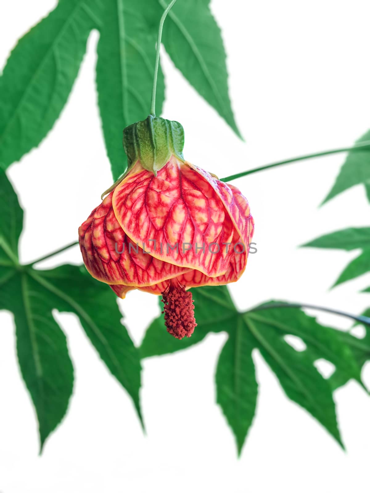 Flowering Maple plant, or Chinese Lantern, isolated over white background. This variety is called Tiger Eye.
