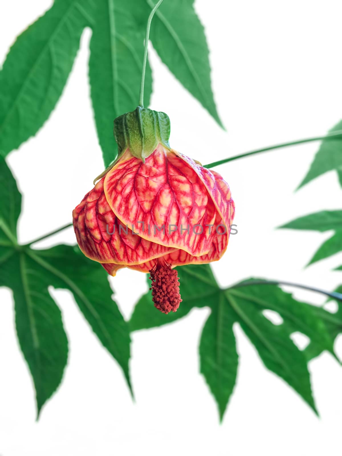 Abutilon hybridum by whitechild