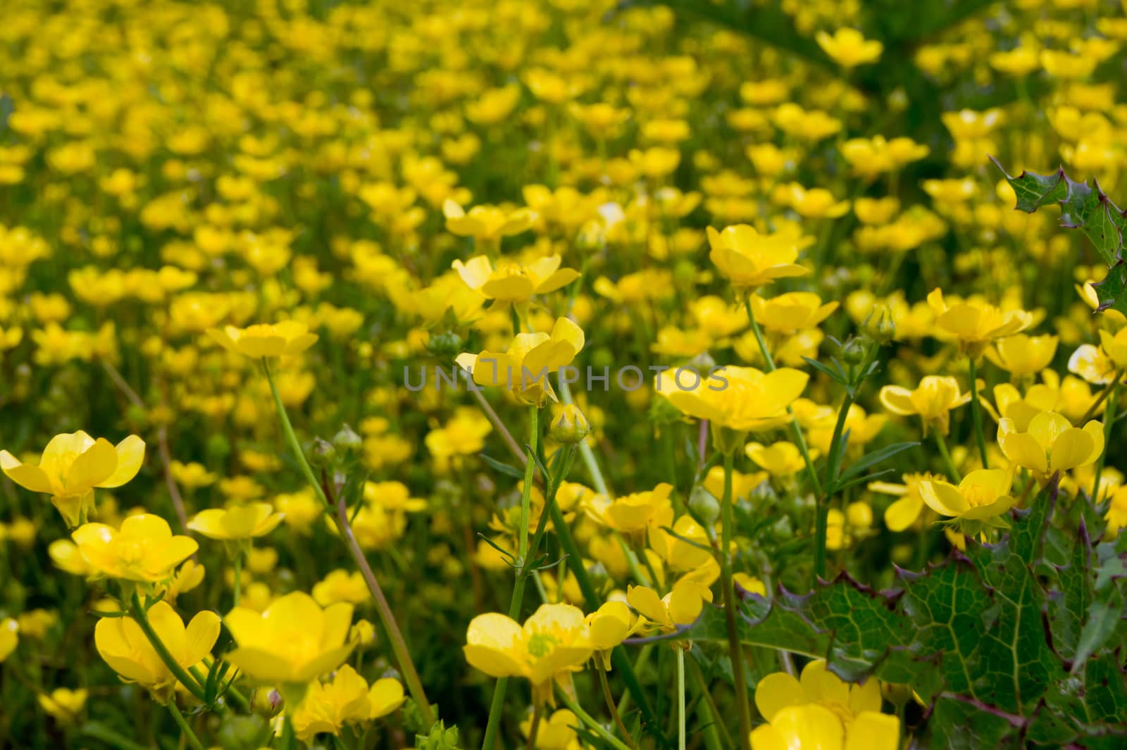 Meadow Buttercup (Ranunculus acris) flower meadows in wetlands.