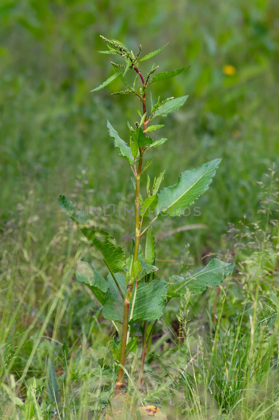 Knotweed (Persicaria amphibia) by dadalia