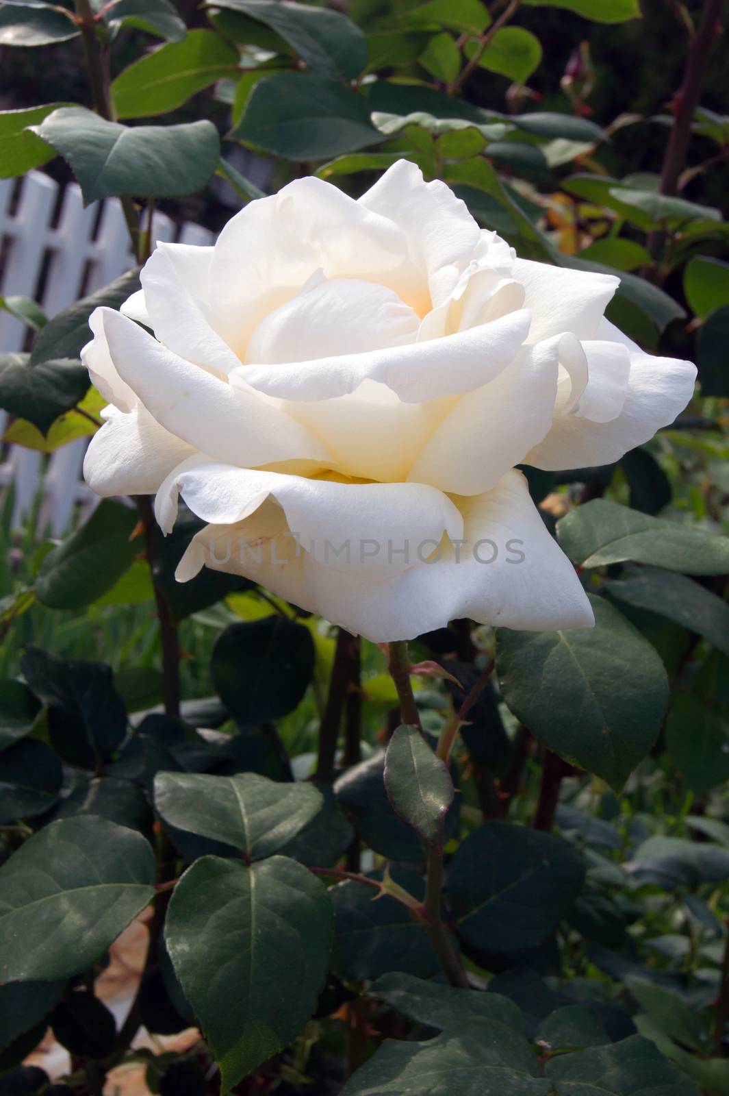 The white rose is filled with water droplets.