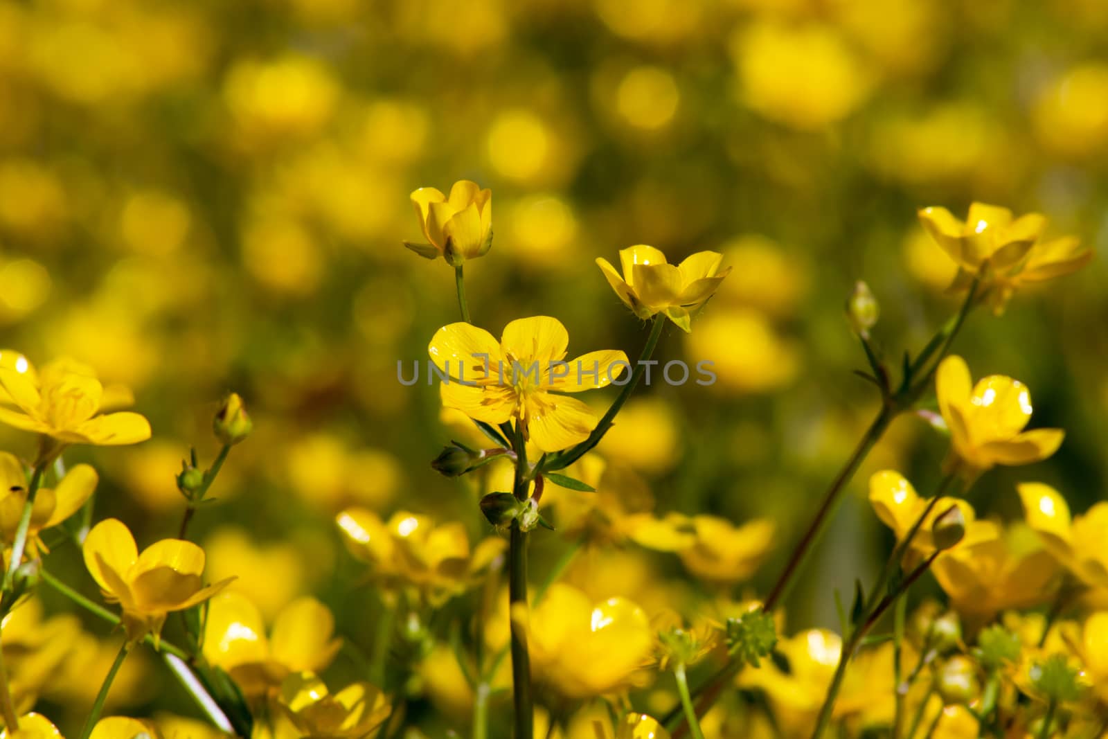 Meadow Buttercup (Ranunculus acris) by dadalia
