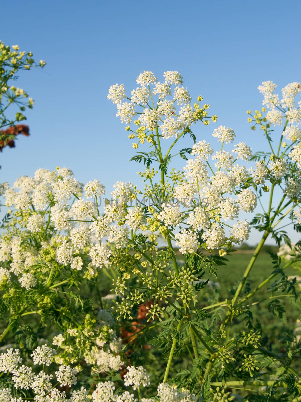 The hemlock (Conium maculatum), poisonous plants in the ditch.