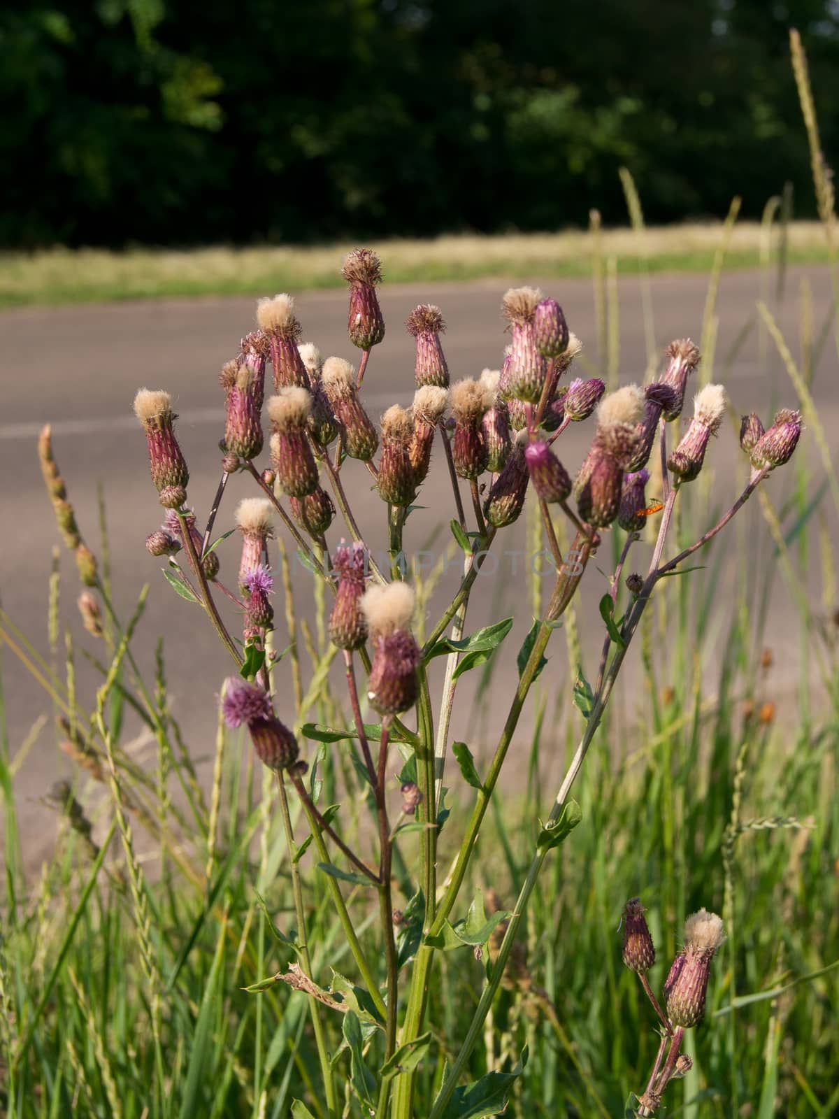 creeping thistle (Cirsium arvense) by dadalia