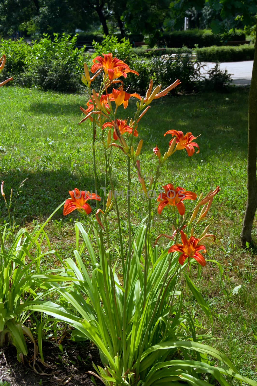 The daylily  (Hemerocallis aurantiaca) by dadalia