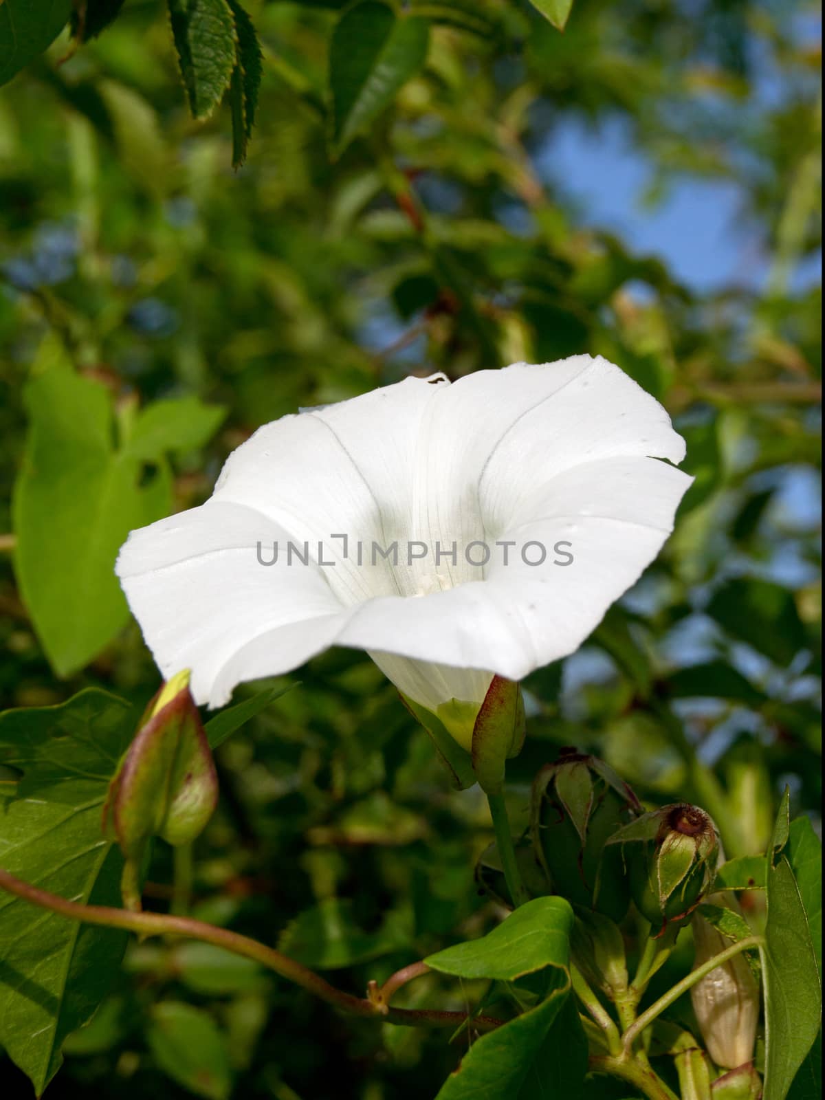 Bindweed (Convolvulus arvensis) by dadalia