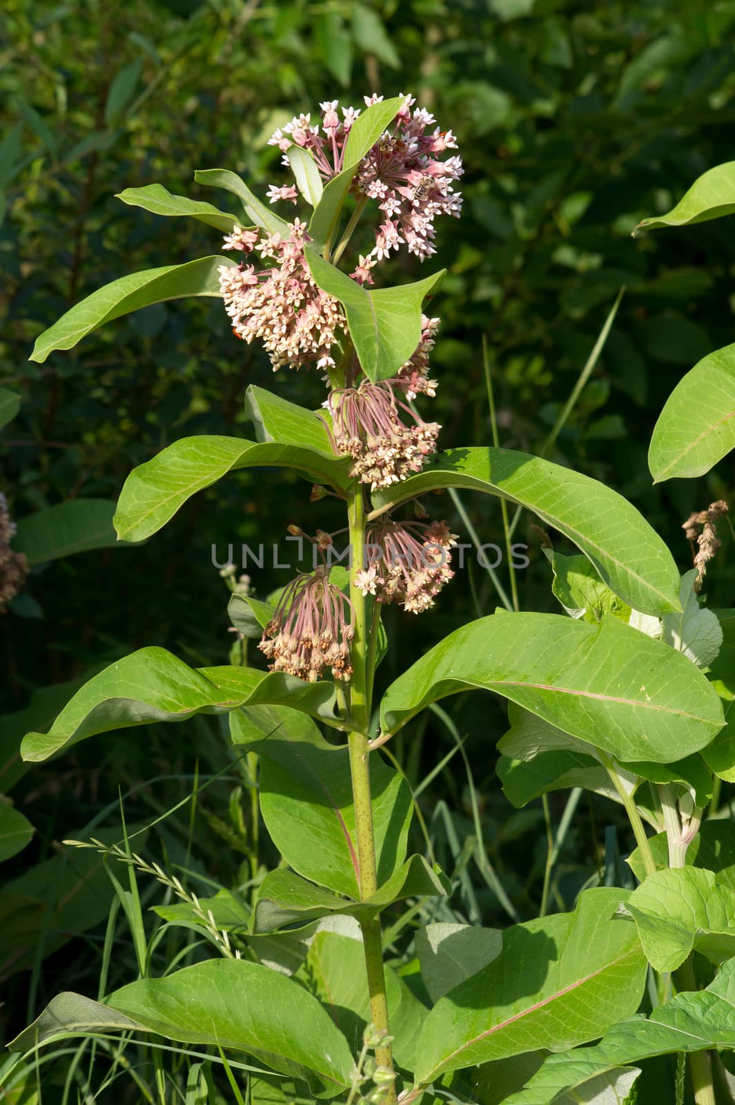 The milkweed (Asclepias syriaca) plants in the fields.
