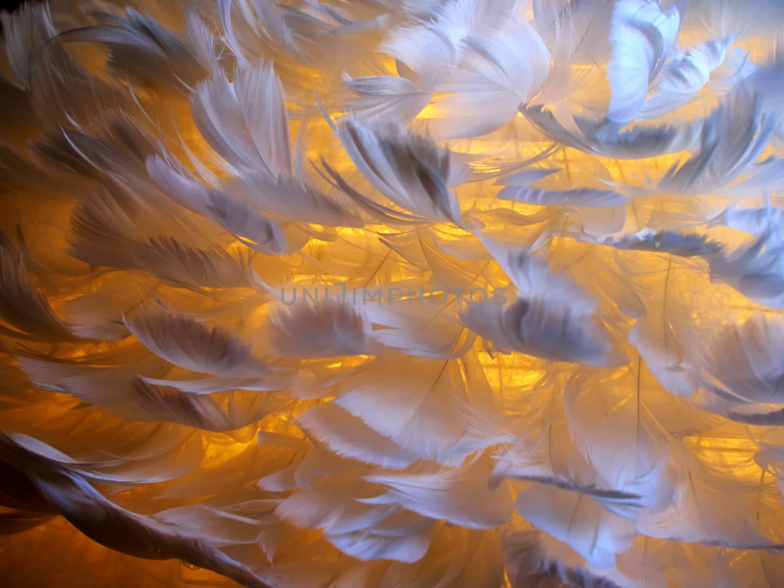 White feathers of a bird with warm yellow light behind background image