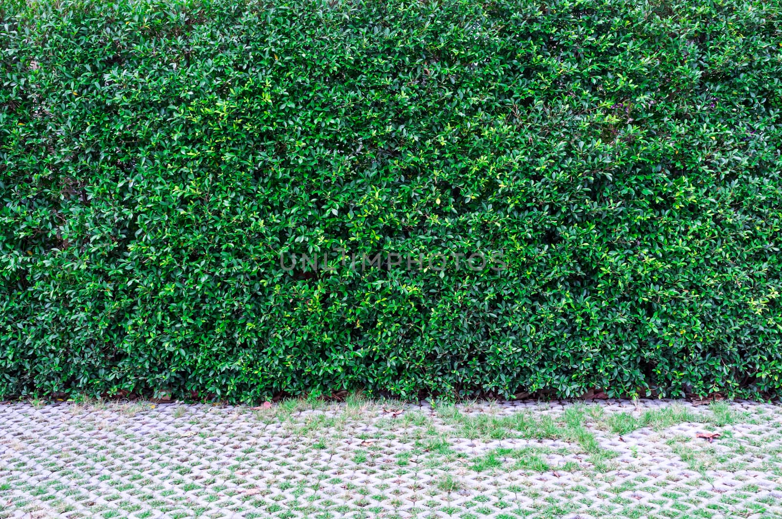 Green leaves wall background and walk way.