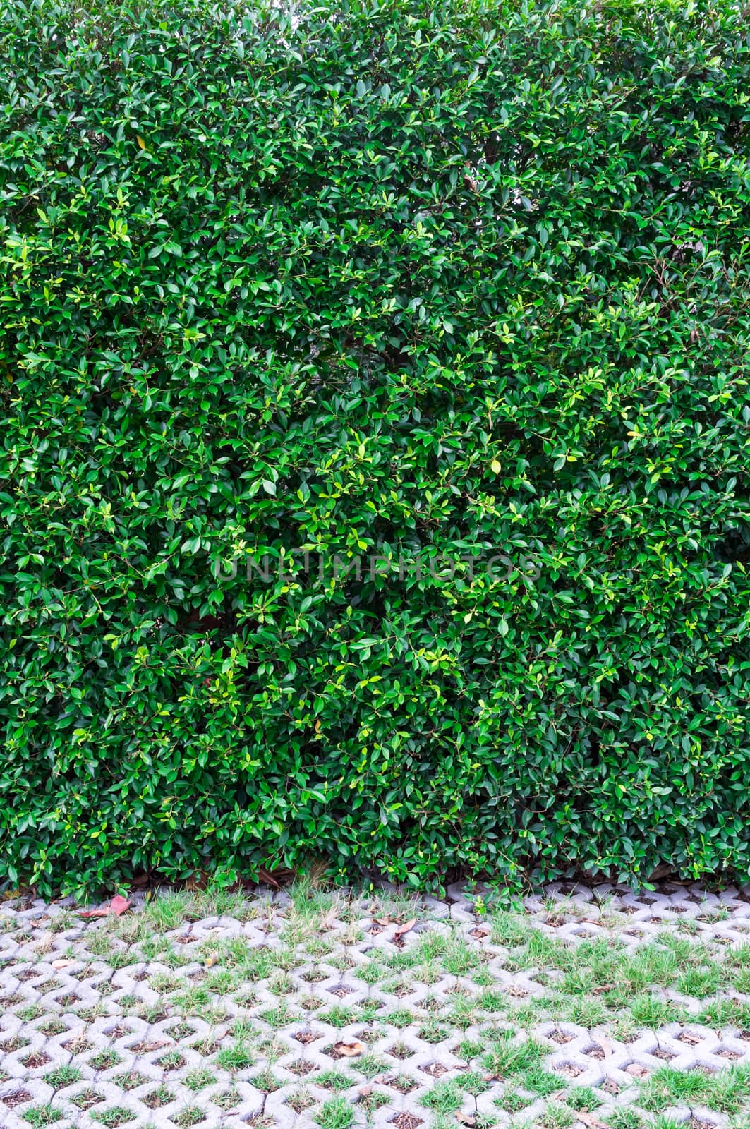 Green leaves wall background and walk way. by koson