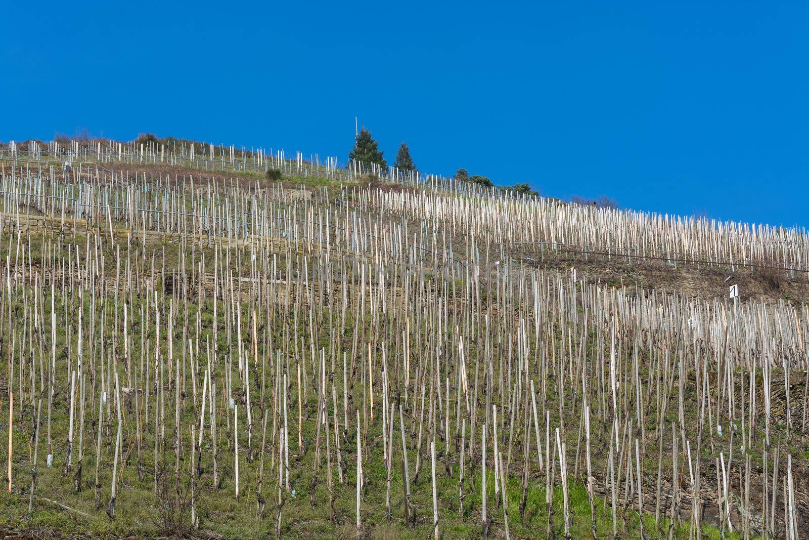 Vineyards on the Moselle against a blue sky.