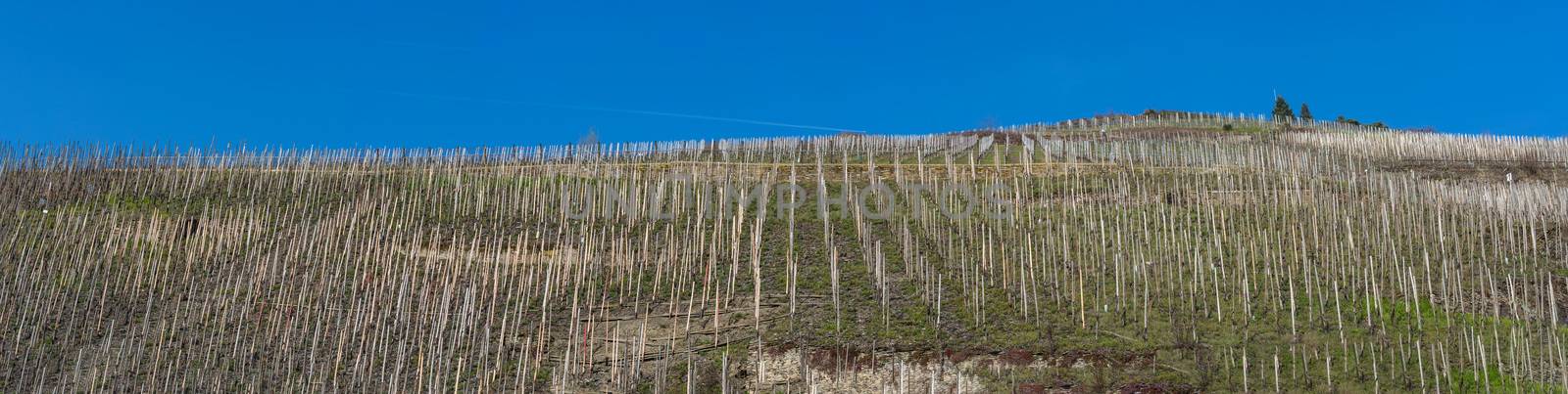 Panorama, vineyards on the Moselle by JFsPic