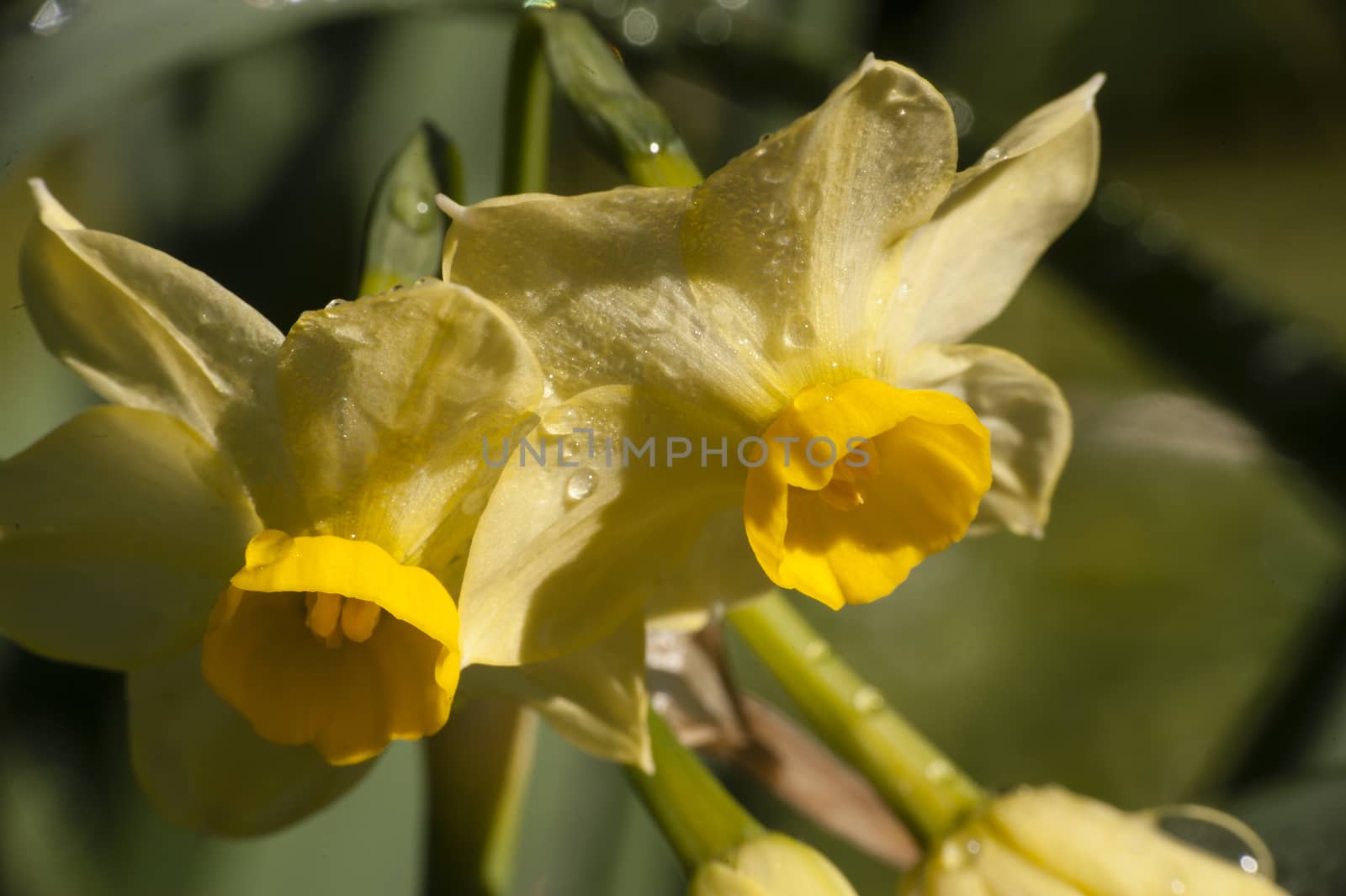 water drops on yellow flowers of narcissus in full bloom