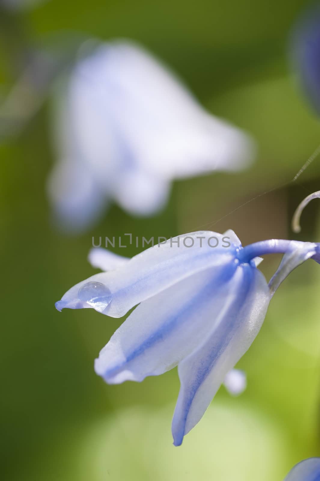 Dew drop on flower of common bluebell, Hyacinthoides non-scripta