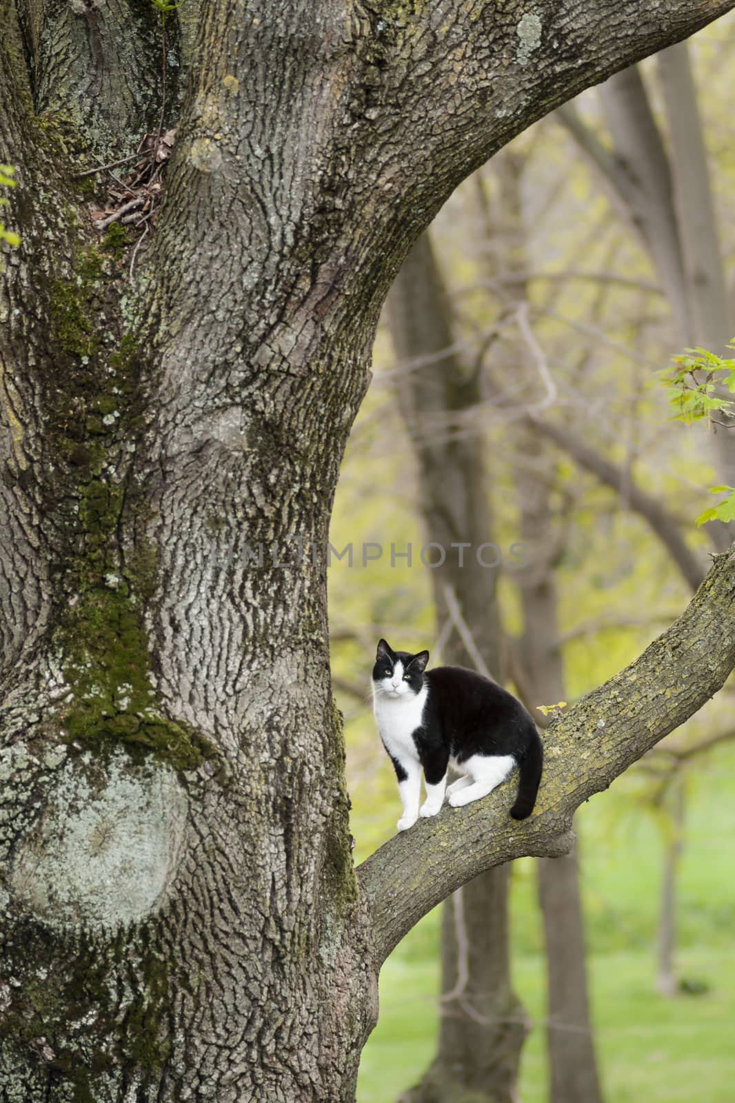 Black and white cat sitting on a tree branch