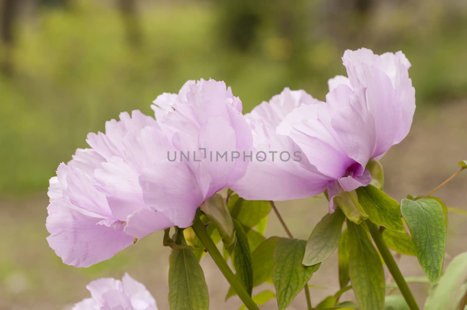 Pink flower and leaves of peony plant in full bloom