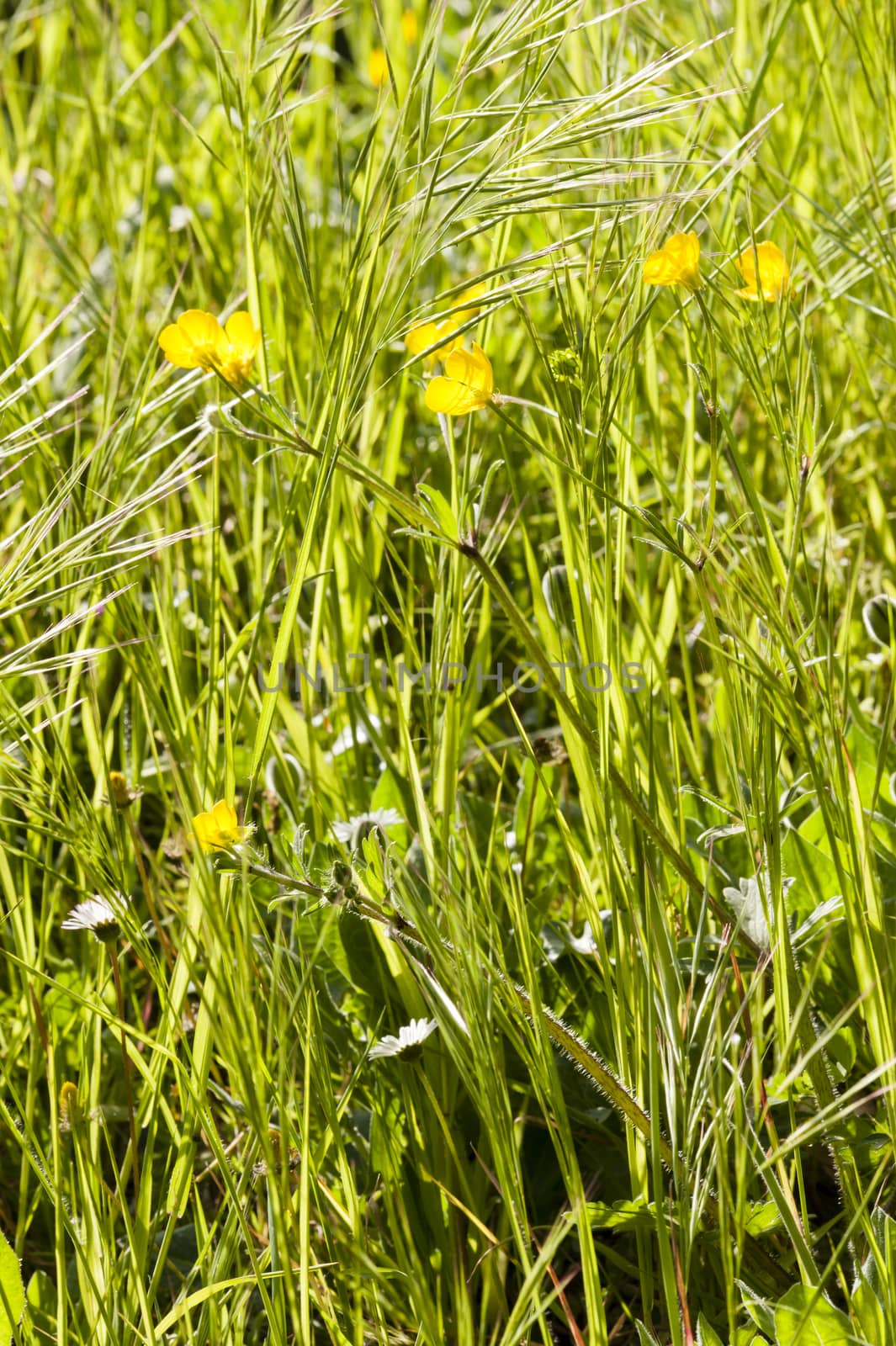 Spring bloom of yellow and white flowers in a green grass