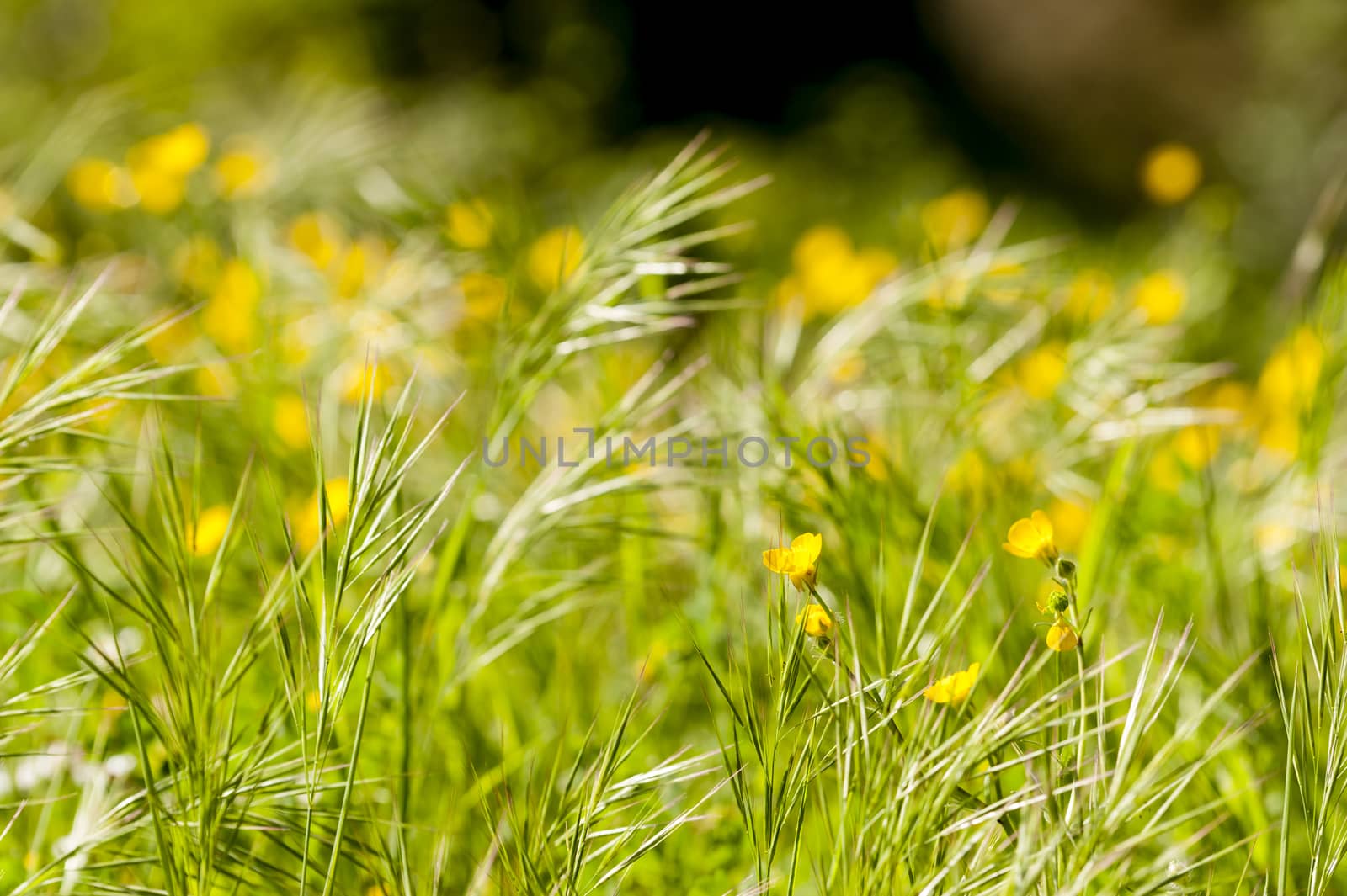 Spring bloom of yellow and white flowers in a green grass
