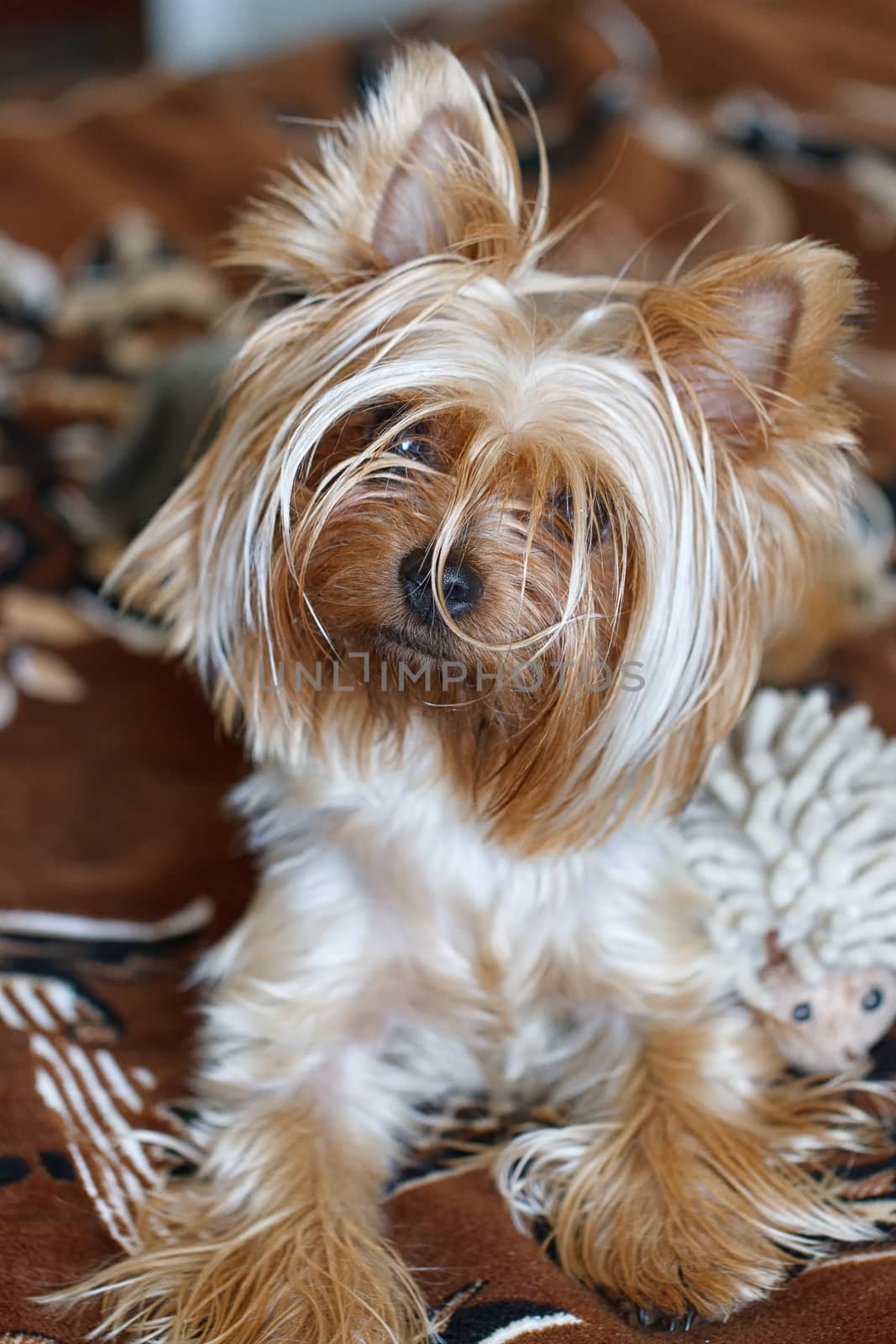 Beautiful puppy lying on a fluffy rug. Yorkshire Terrier.