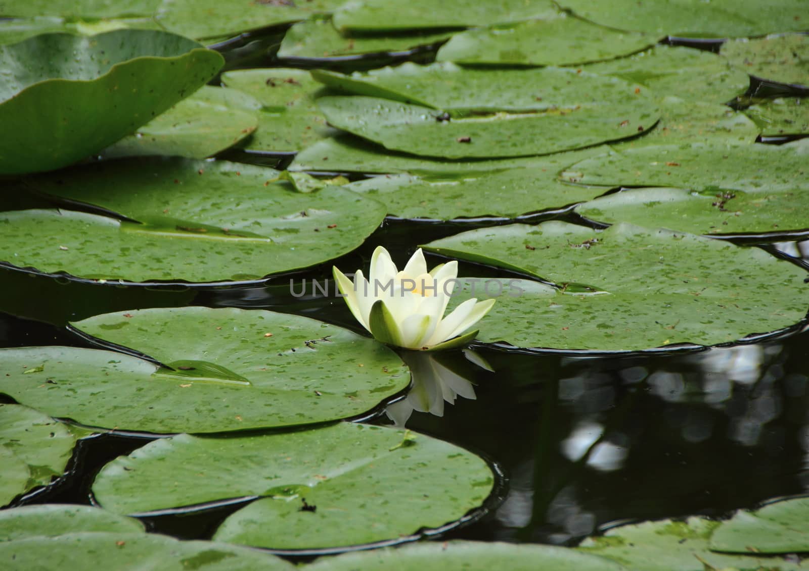 White Waterlily Single Centered in Lake with Leaves