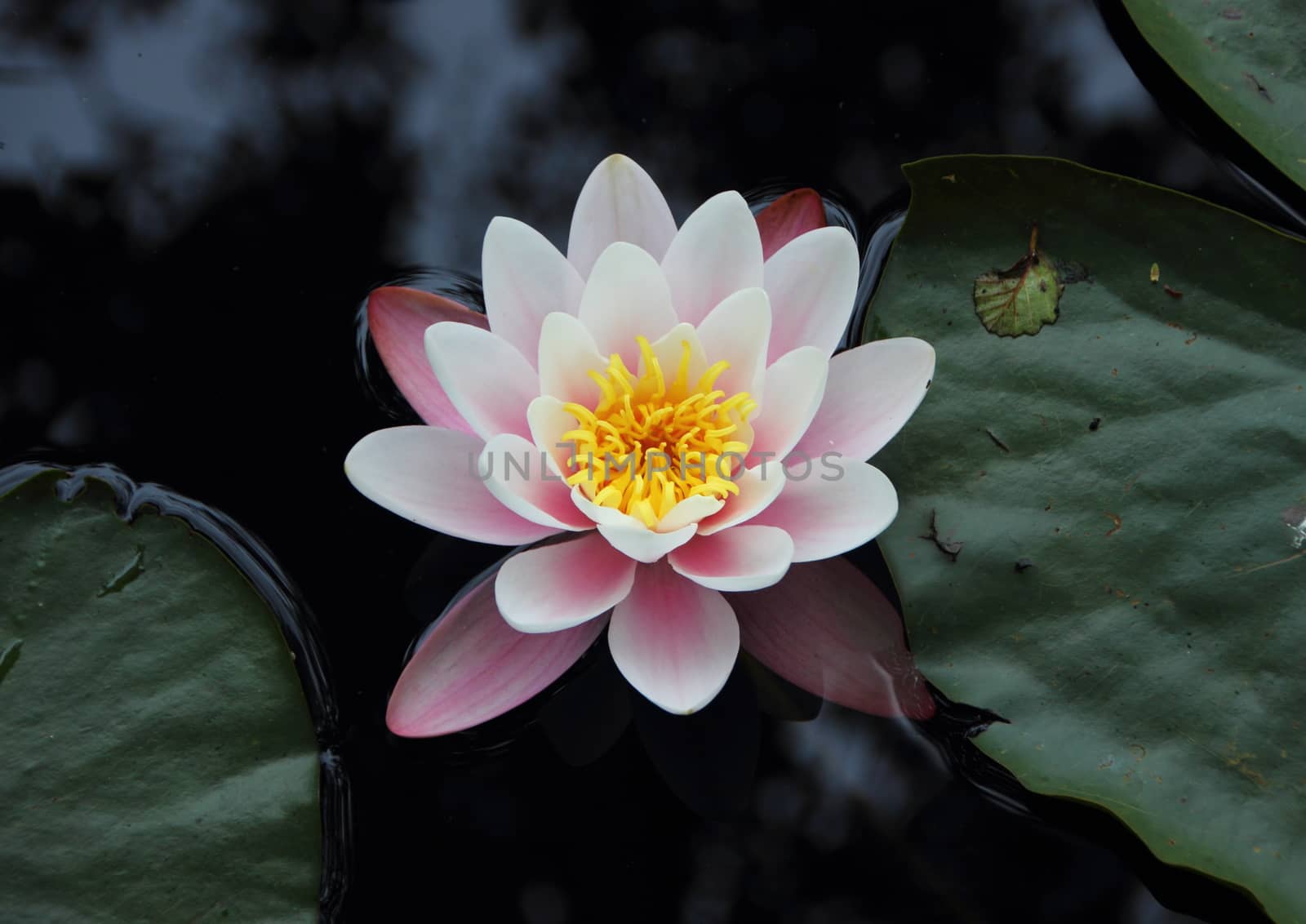 Single White and Purple Waterlily in Lake from Birdseye Perspective