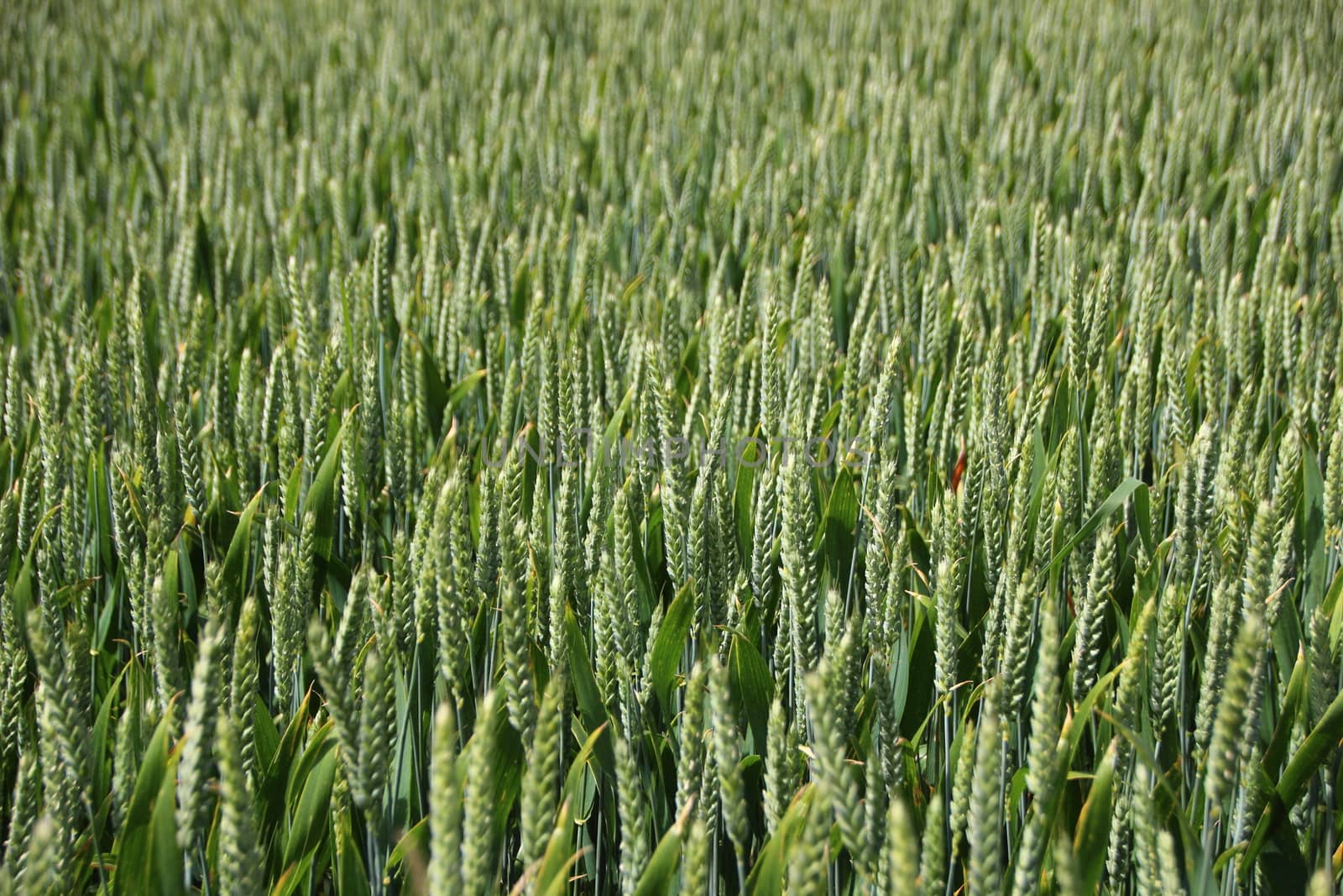 Perspective of Green Wheat Crop Field at Spring Time