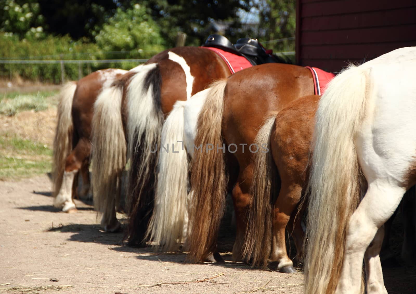 Line of Horses with Rear and Tails by HoleInTheBox