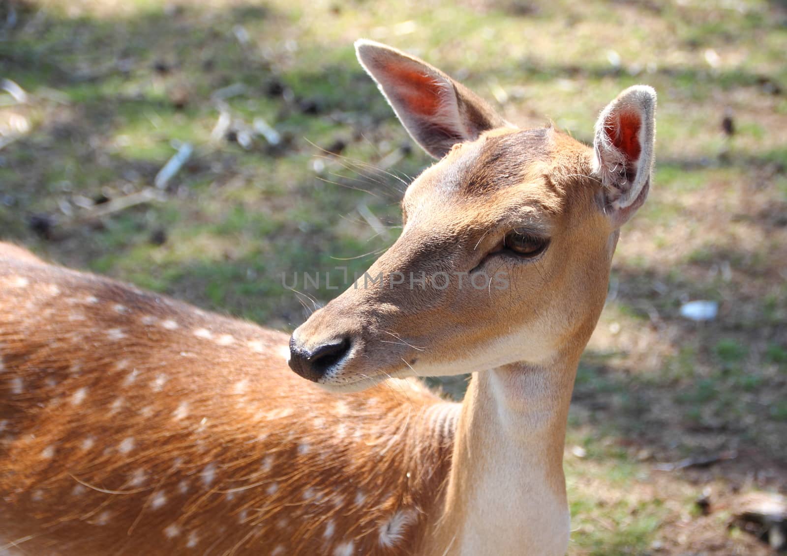 Female Fallow Deer looking to the Left by HoleInTheBox