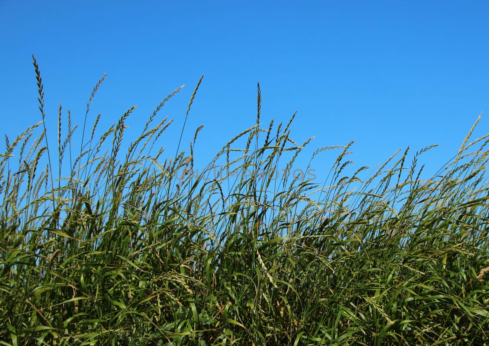 Green Straw Field with Blue Sky Background by HoleInTheBox