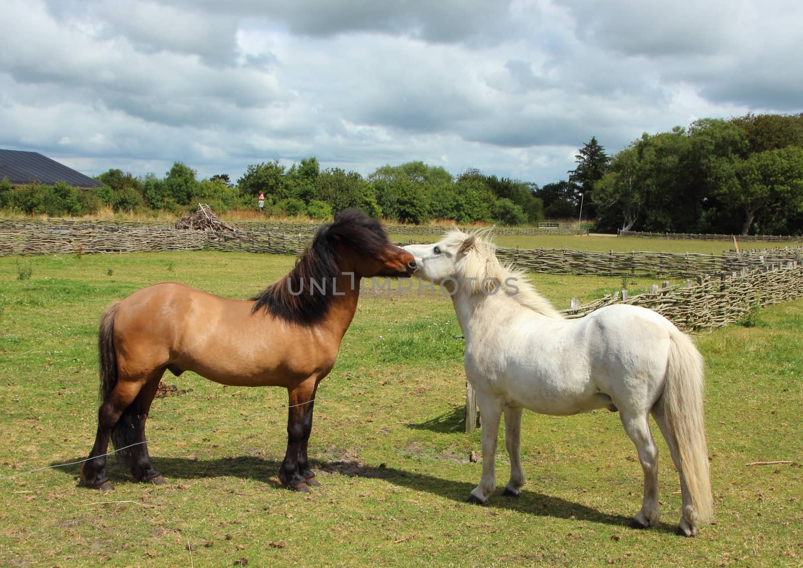 White and Brown Horses Kissing in Green Grass Field