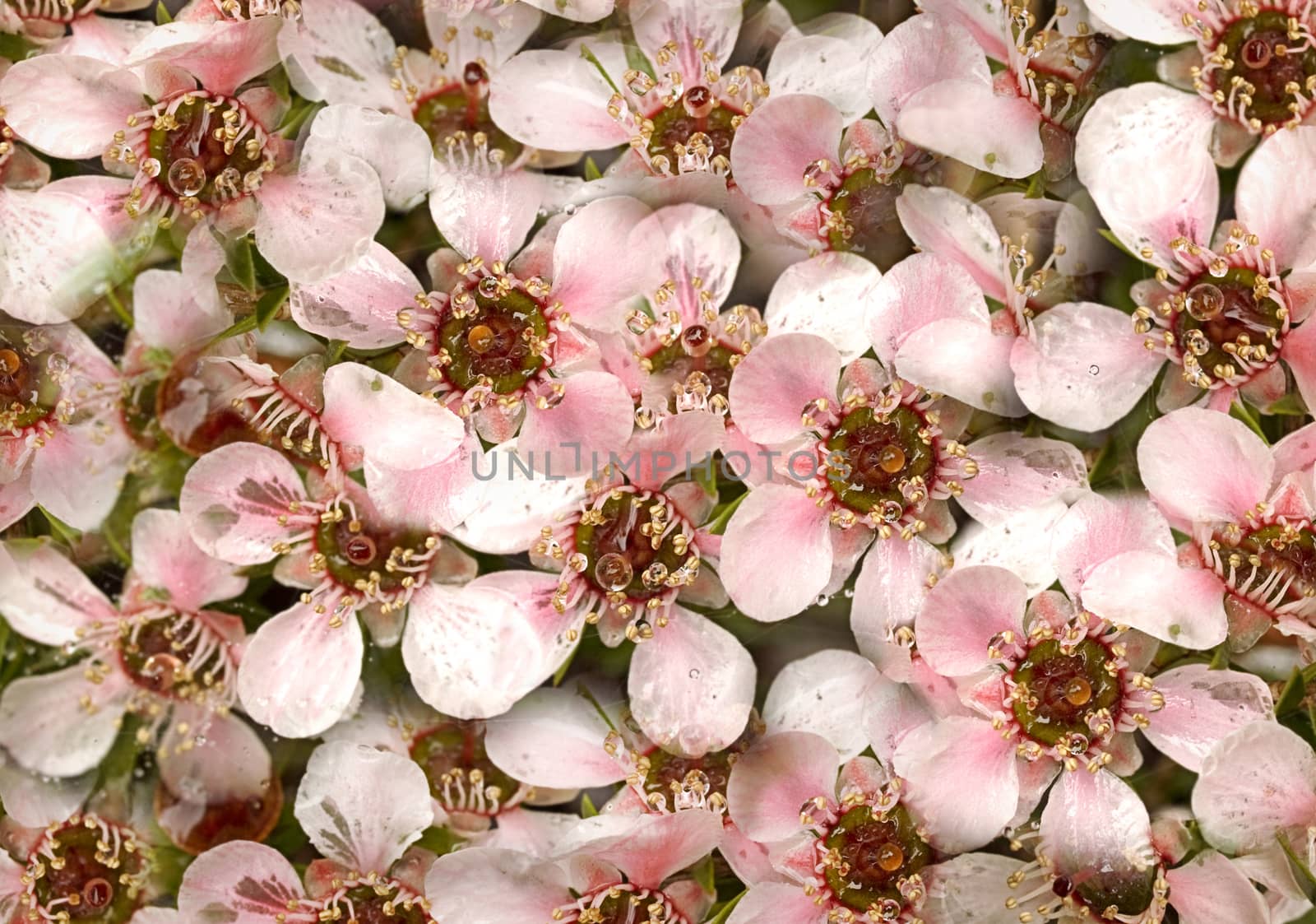 australian floral wildflower wallpaper Leptospernum Pink Cascade flowers