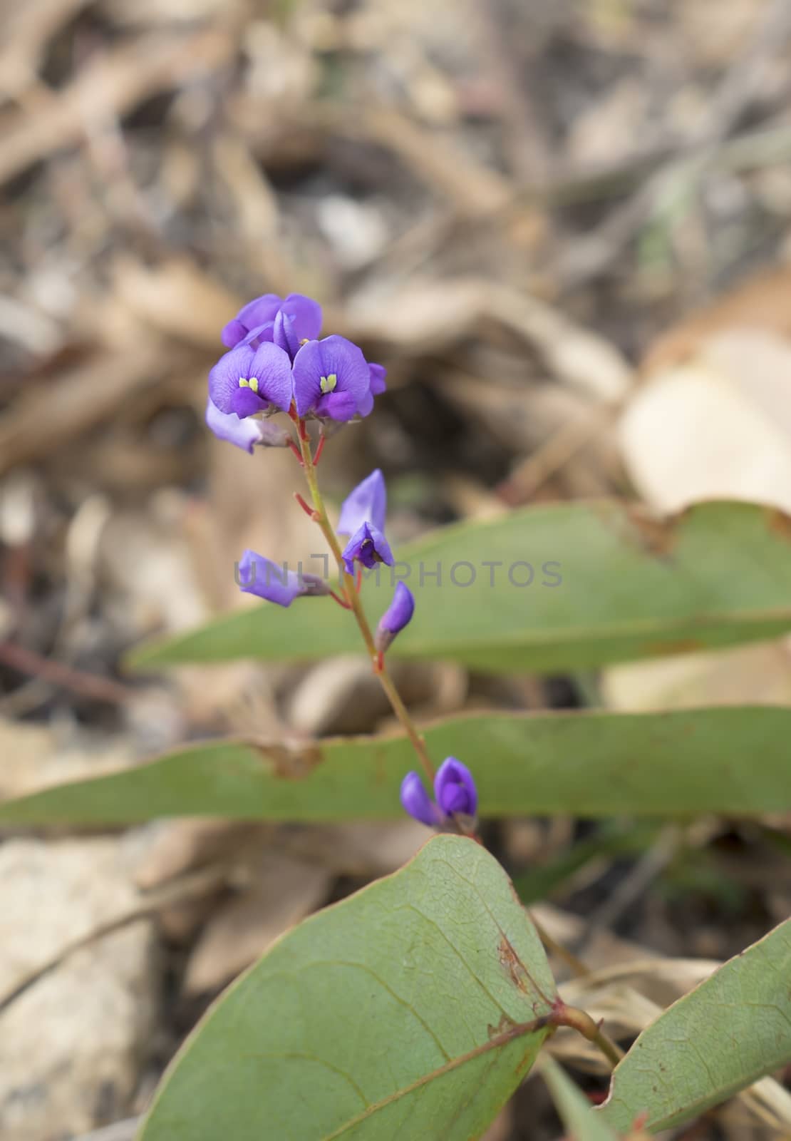 Purple flower of Australia native Sarsaparilla, an Australian winter wildflower climber Hardenbergia violacea on vine