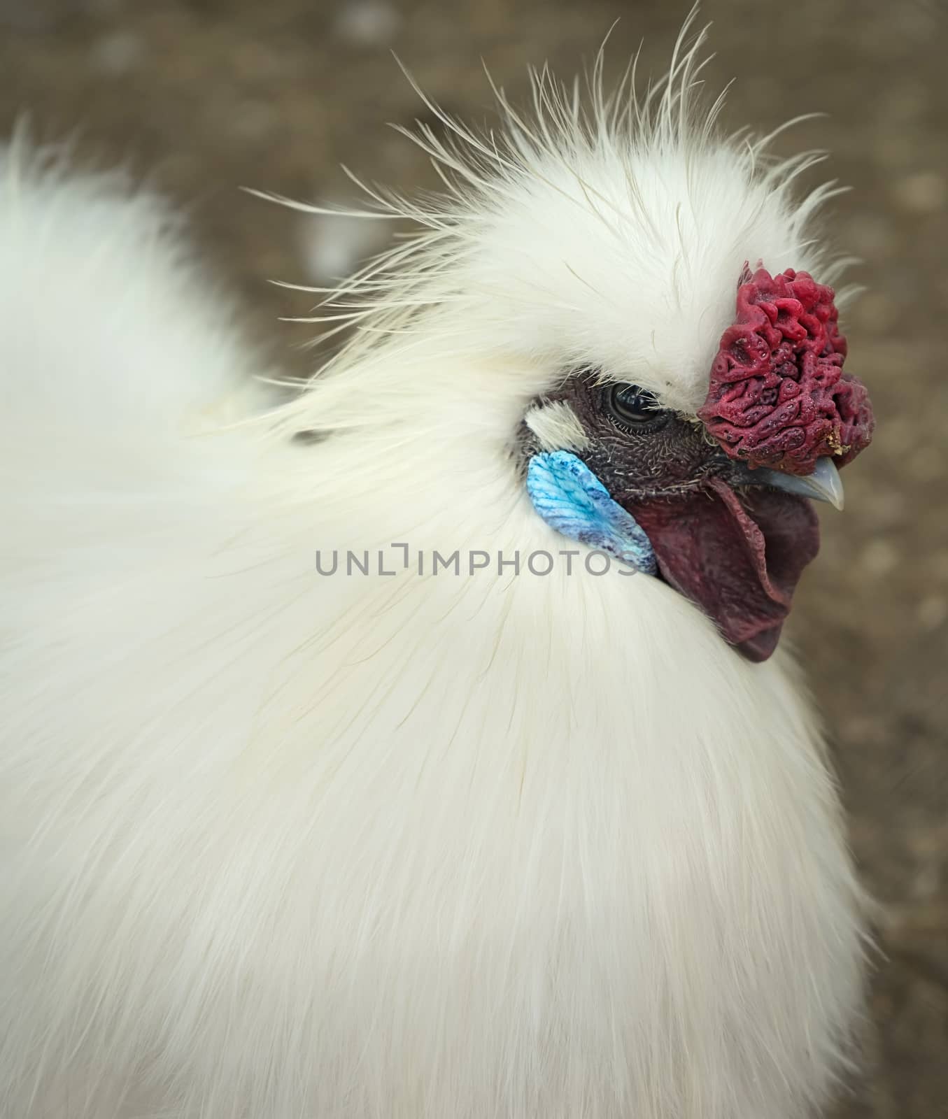 white silkie breed rooster close up







silkie rooster