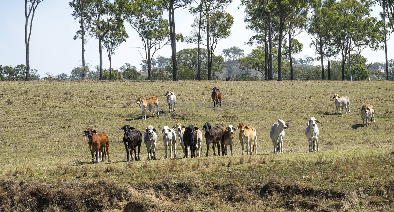 Herd of cows on a ranch in rural Australia