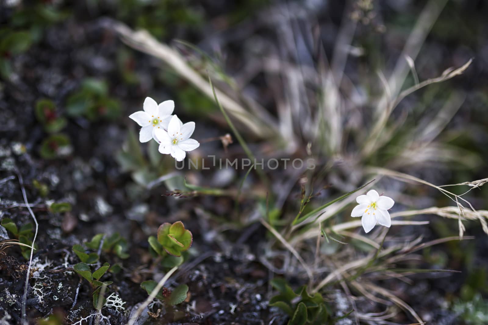 Tundra landscape in northern Lapland, Sweden