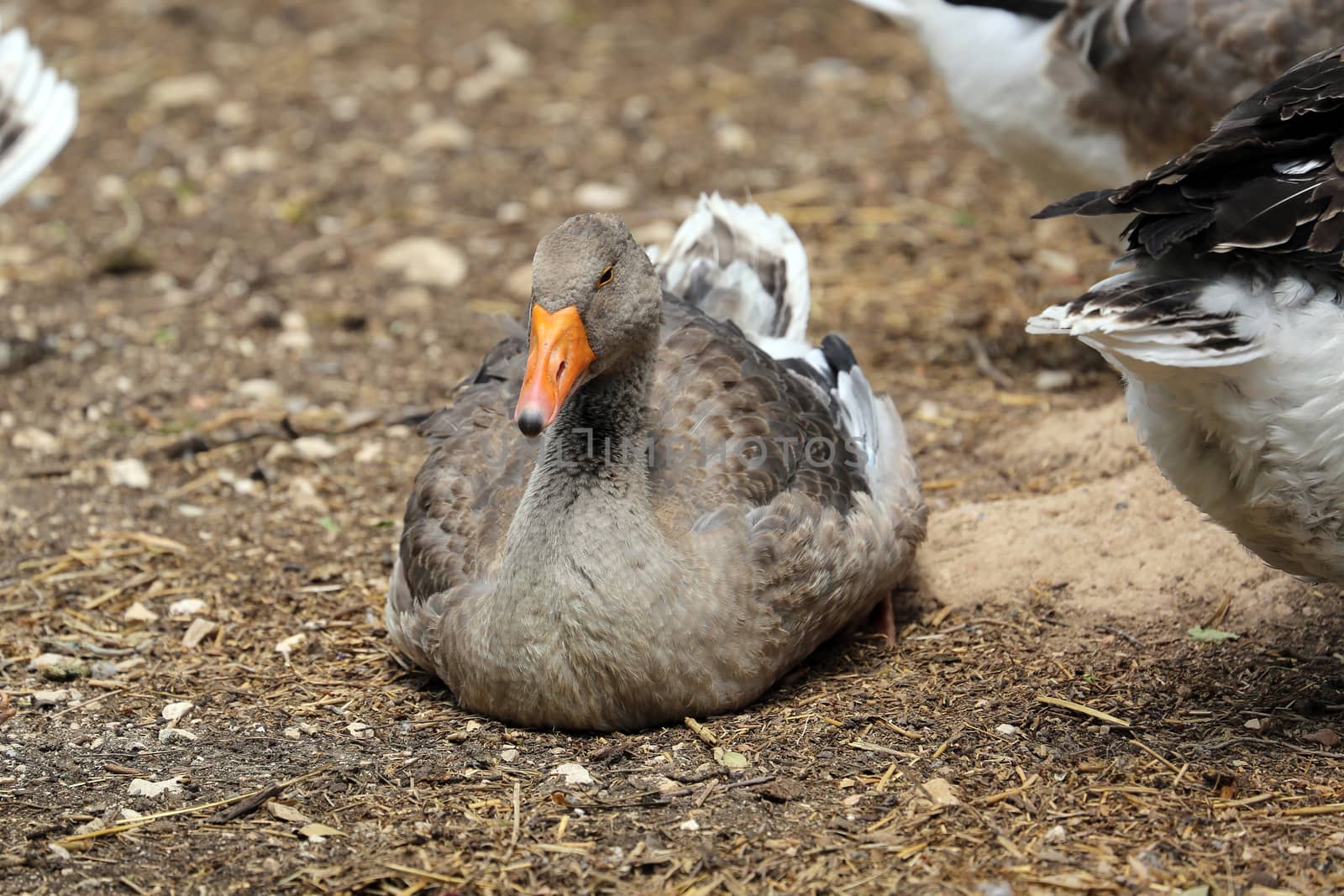Greylag Goose Laying on the Ground