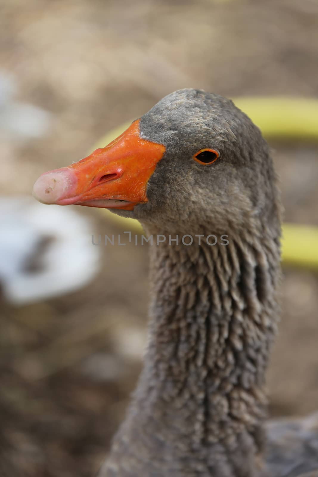 Portrait of a Greylag Goose (Anser Anser), Close Up