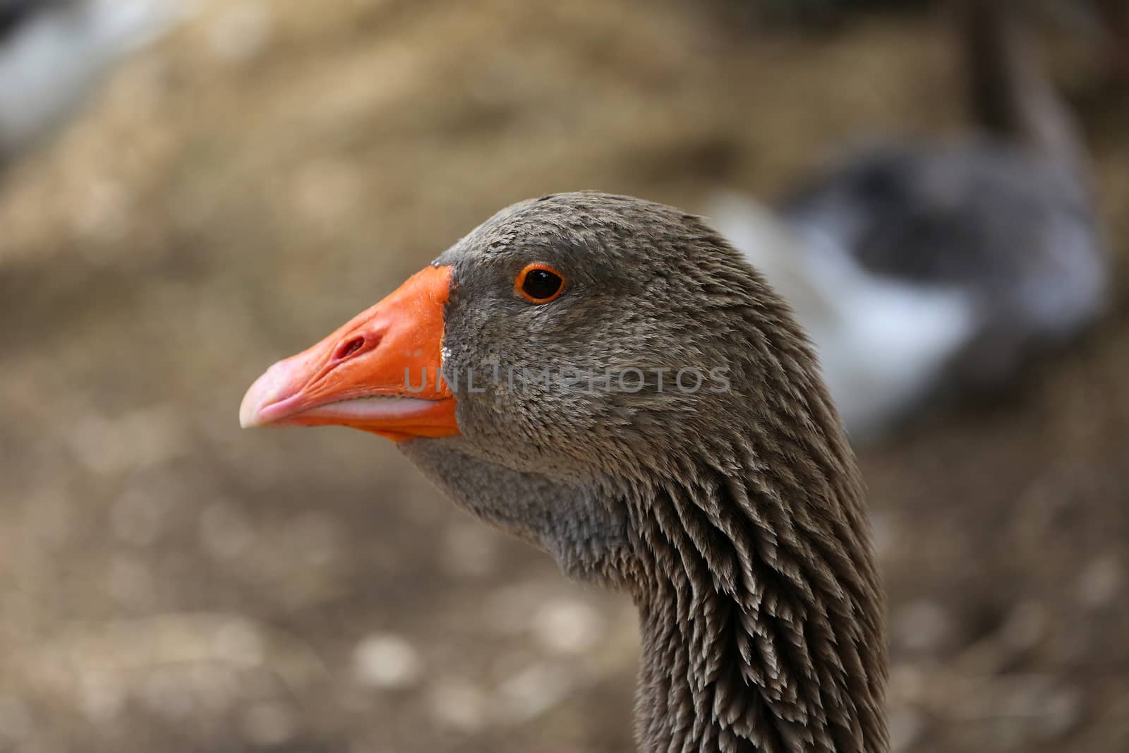 Portrait of a Greylag Goose (Anser Anser), Close Up