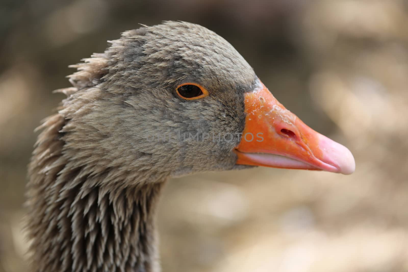 Greylag Goose (Anser Anser) Portrait by bensib