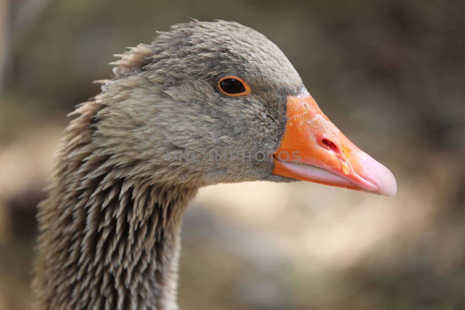Portrait of a Greylag Goose (Anser Anser), Close Up