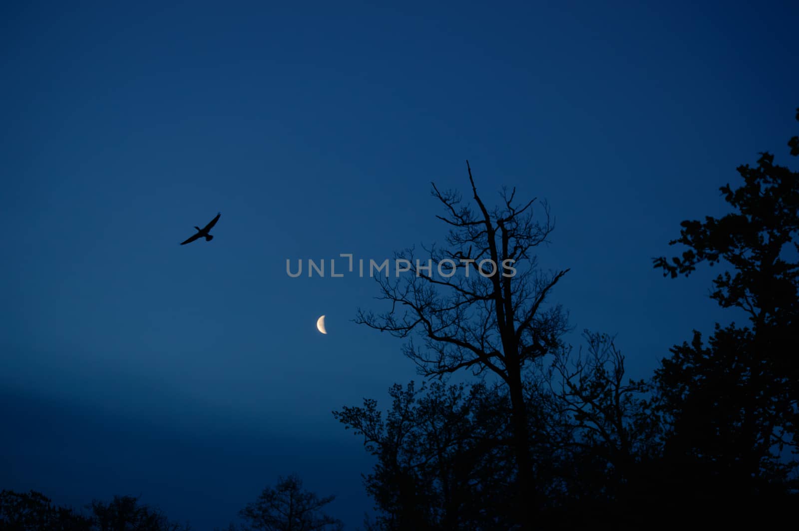 Bird and trees silhouette with the moon in the back by JohanF