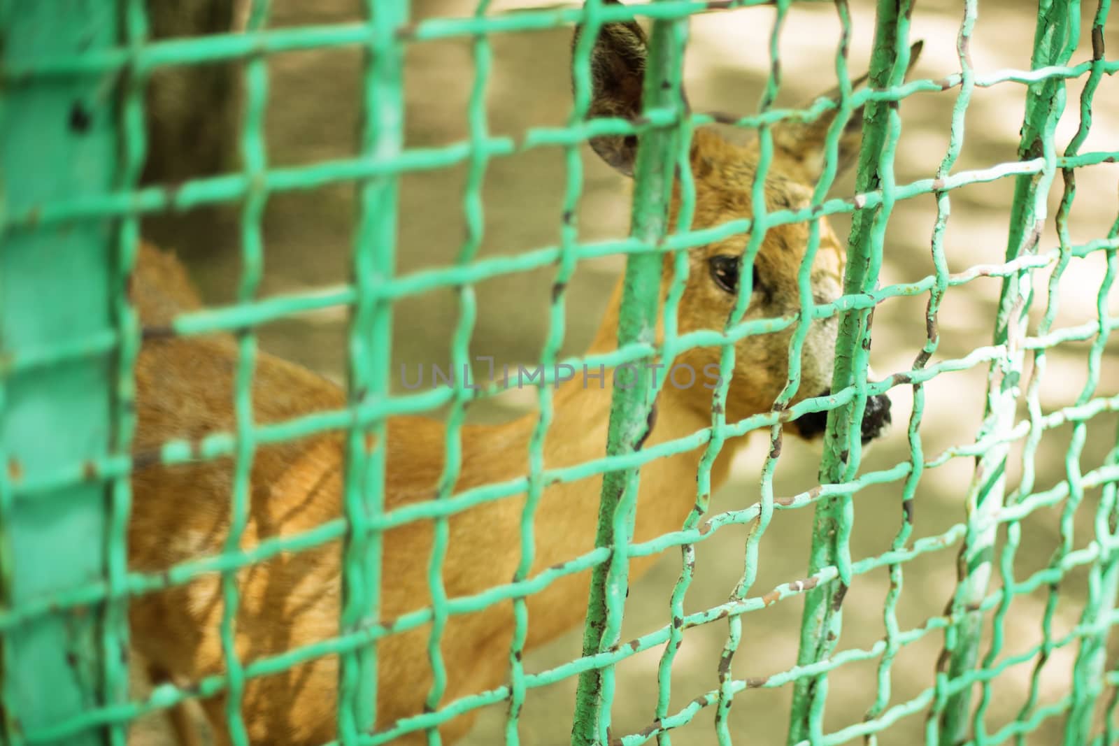Sad deer in a zoo behind a fence