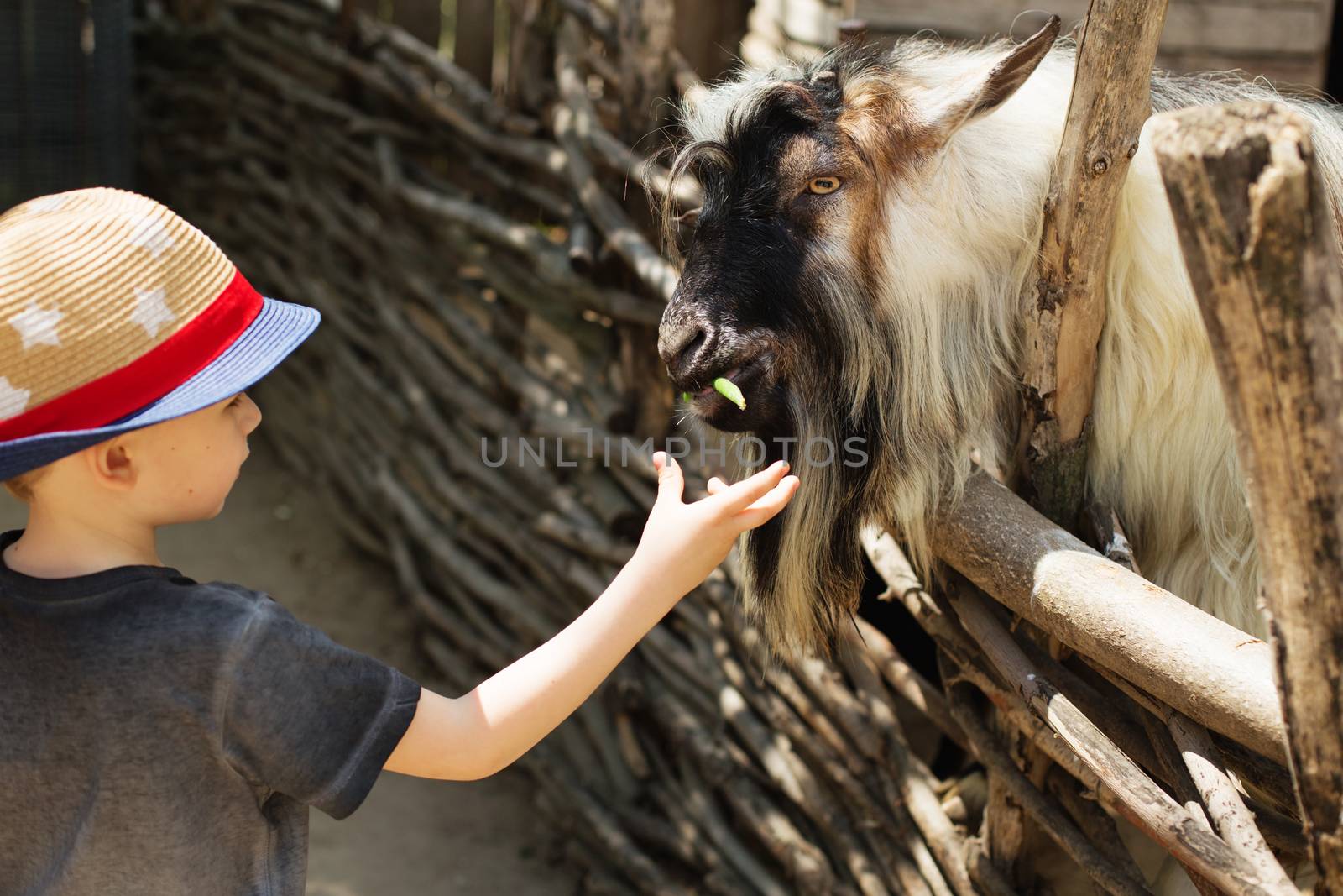 The little boy feeds goats on a farm. Little baby and goats. Child feeds goat at pet zoo. Holidays in the country. Active leisure with children outdoors. Little kid feeding big goat on an animal farm