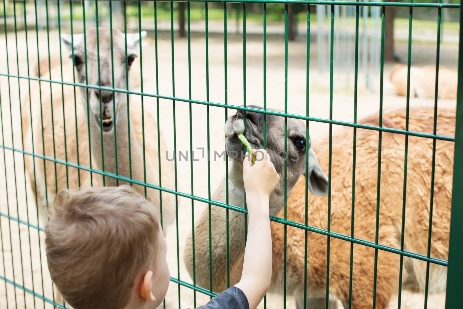 Little kid feeding big lama on an animal farm. Cute little boy feeding alpaca green beans in farm. Active leisure with children outdoors. Child feeds two llamas at pet zoo. Lama eating out of the hand of a boy.